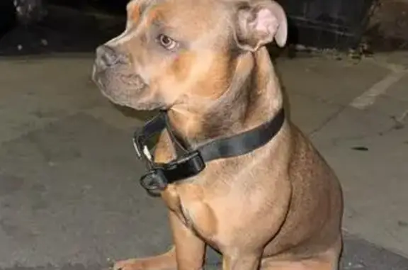 Missing dog Male, London (ul488468) - photo