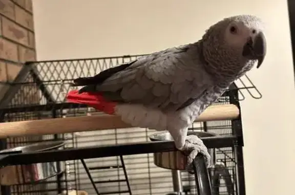 Lost bird, Player Close, Wyndham City, Hobsons Bay - African Grey, 3 years old - photo
