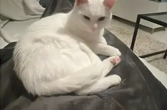 Animaux perdus Paris, photo: Chat perdu, Rue du Canada, Lagny-sur-Marne - femelle toute blanche