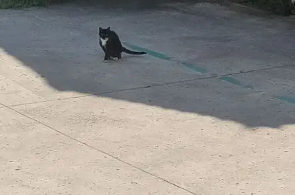 Animaux trouvés Coulommiers, photo: Chat trouvé, Rue Jean Bobe, Coulommiers - noir et blanc, très maigre