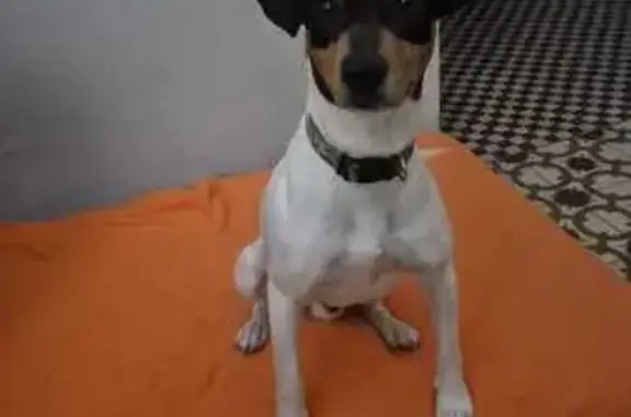 Encontrado perro macho, Calle...