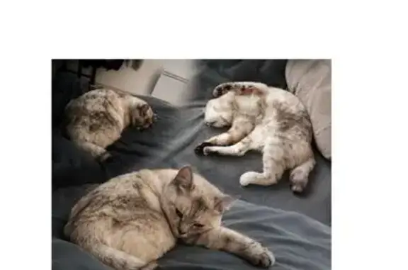 Animaux perdus Pézenas, photo: Chat perdu, Rue de l'Atrium, Castelnau-le-Lez - siamois croisé