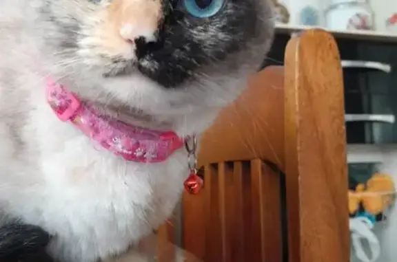 Gato desaparecido Fêmea (brl00...