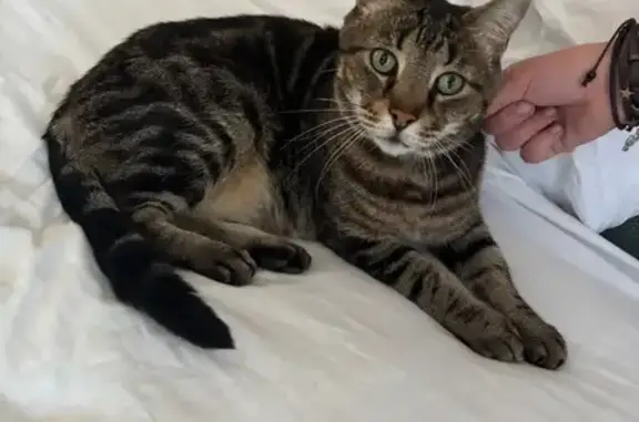 Lost pets Stonnington, photo: Lost male cat, Bills Street, Boroondara, Stonnington