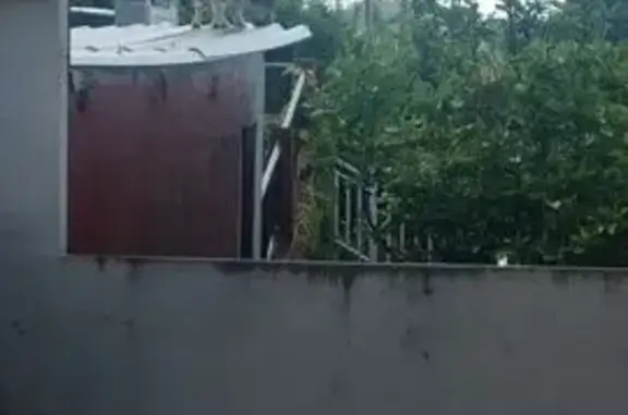 Encontrado perro macho, Camiño...
