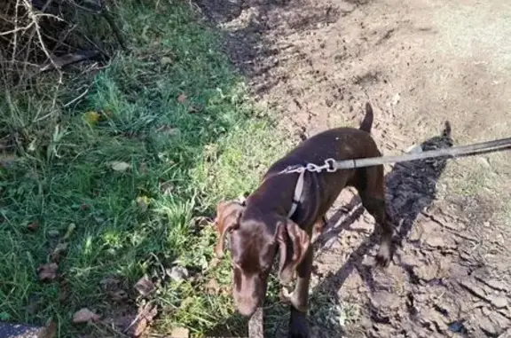 Chien perdu, Le Pesnel, Cerisy-la-Salle - Braque Allemand - photo