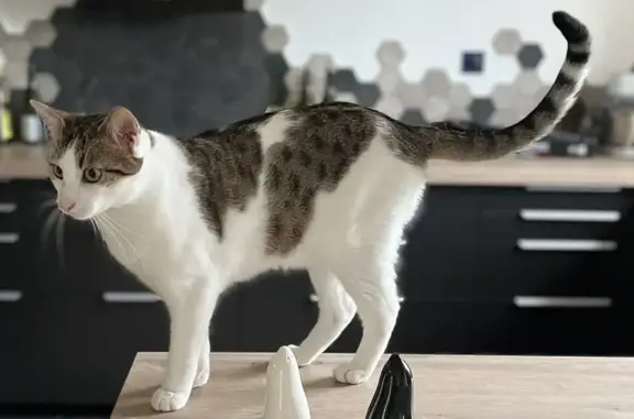 Animaux perdus Chavanay, photo: Chat perdu, Rue du Boudet, Chavanay - Babou, grand avec une longue queue