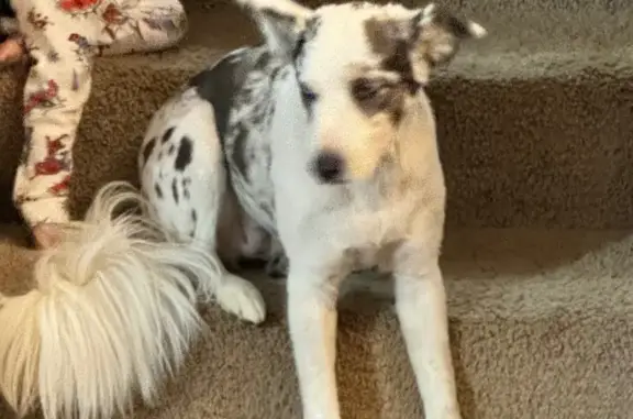 Lost dog, Ragsdale Road Northwest, Cullman - female, white and black part Aussie - photo