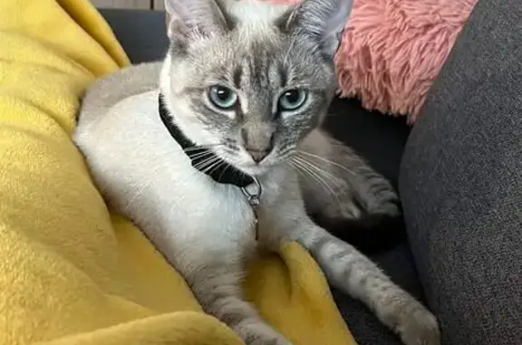 Animaux perdus Orthez, photo: Chat perdu, Avenue Du Baigura, 28, Bayonne - femelle crème et grise