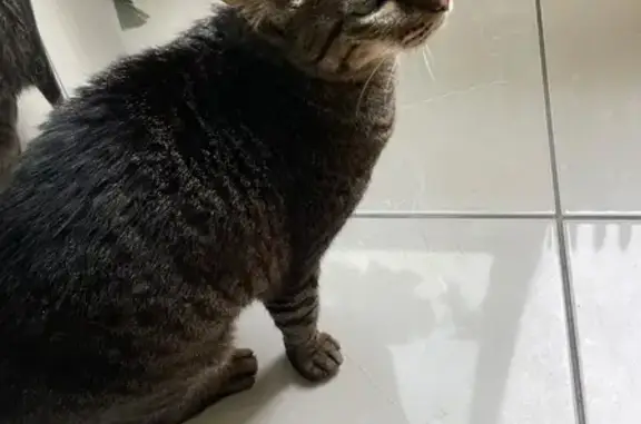 Animaux trouvés Courbevoie, photo: Chat trouvé, Boulevard de Richelieu, Rueil-Malmaison - affectueux et timide
