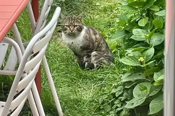Animaux trouvés Paris, photo: Chat trouvé, Rue Jean Jaurès, Lille - tigré avec blanc