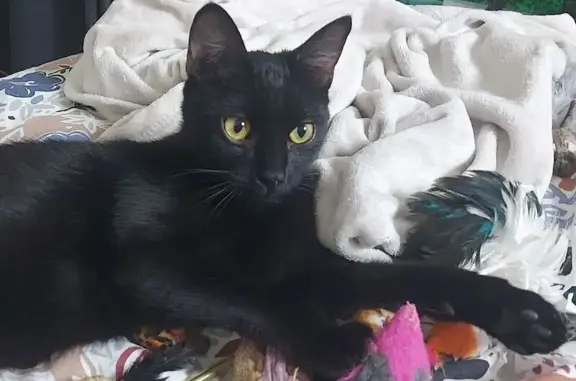 Animaux perdus Rambouillet, photo: Chat perdu, Rue Michel Chartier, Allainville - noir et yeux jaunes
