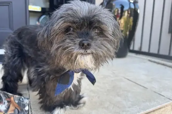 Lost dog, Old Norcross Rd & Winding River Dr, Lawrenceville - male shih tzu/chihuahua - photo