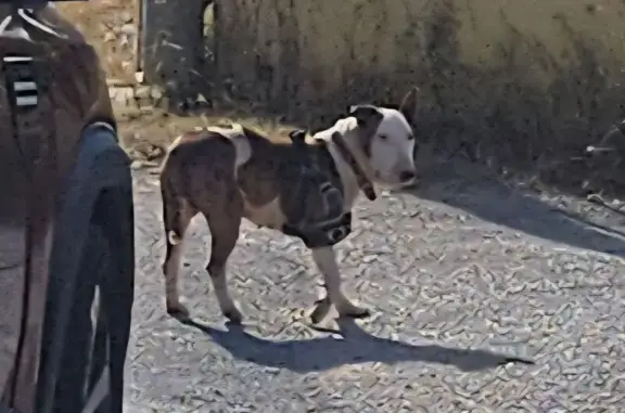 Encontrado perro, Cala Tarida,...