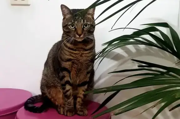 Gatos perdidos, La Orotava, foto: Perdido gato macho, Calle Rosa de Ara, 11, La Orotava