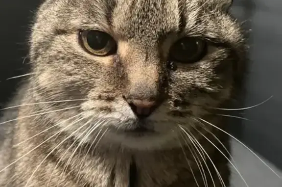 Chat perdu, Rennes, photo: Chat perdu, Rue des Ormeaux, Rennes - femelle câline avec tatouage