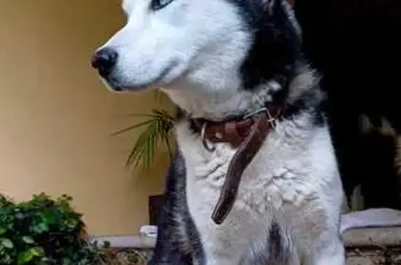 Hoy se perdió Hermes (Husky) en la calle de Compositores. Por favor comparte y si lo viste o encontraste comunícate al 5554143577 ó al 5543703669