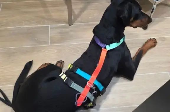 Animaux perdus Gennevilliers, photo: Chien perdu, Plan-d'Aups-Sainte-Baume, Provence-Alpes-Côte d'Azur - Doberman noir et feu