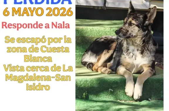 Perdido perro, Los Carriones, Cartagena - hembra dócil - photo