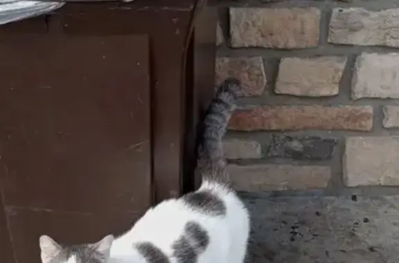Lost cat, Beech Drive, 81, Edgewood - white with gray spots - photo