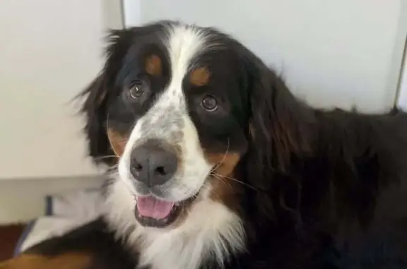 Chien disparu Fille, Largentière (fl592443) - photo