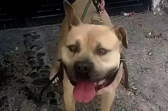 Perro encontrado Chicoloapan, foto: Encontrado perro, Chicoloapan de Juárez, Chicoloapan - pitbull color miel