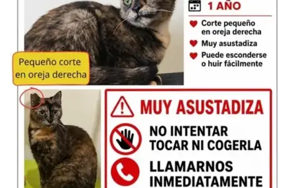 Gatos perdidos, Sabadell, foto: Perdido gato, Carrer de la Marina, 304, Barcelona - hembra Carey