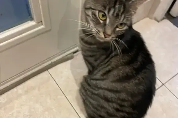 Animaux perdus Paris, photo: Chat perdu, Avenue Franklin, Les Pavillons-sous-Bois - elle s’appelle Kity