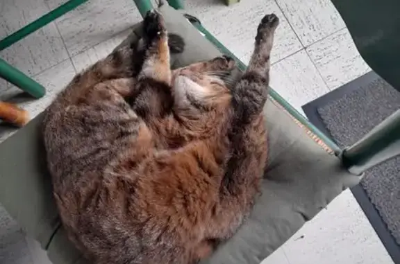 Chat perdu, Lamballe-Armor, Lamballe - tigré avec chatière à puce - photo