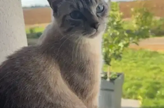 Animaux perdus Dompierre-sur-Mer, photo: Chat gris perdu, 8 mois, Dompierre-sur-Mer