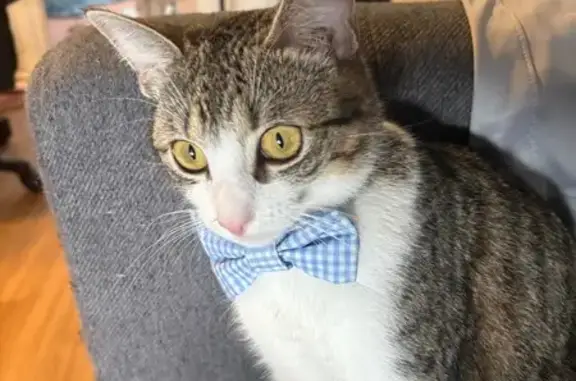 Animaux perdus Plescop, photo: Chat perdu, Missillac, Plescop - blanche et grise