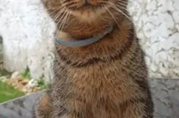 Animaux perdus Senonches, photo: Chat perdu, Rue Louis Peuret, Senonches - mâle de gouttière