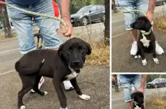Animaux trouvés Six-Fours-les-Plages, photo: Chien trouvé, Rue de l'Artisanat, Six-Fours-les-Plages - noire avec chaussettes blanches