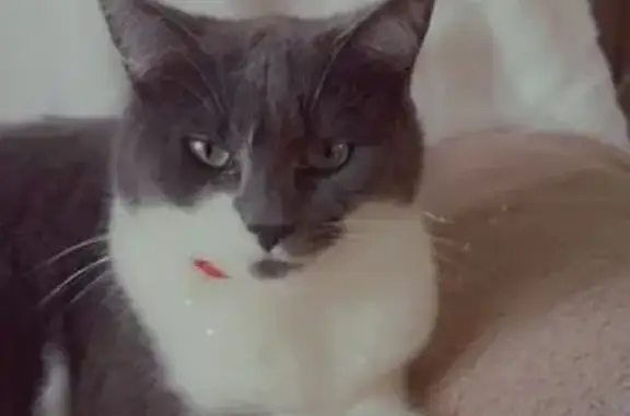 Chat perdu, Rue des Lilas, Saint-Barthélemy-d'Anjou - femelle grise et blanche - photo