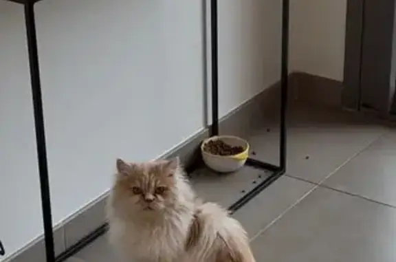 Chat perdu, Rennes, photo: Chat perdu, Rue du Père Maunoir, Rennes - mâle roux et blanc