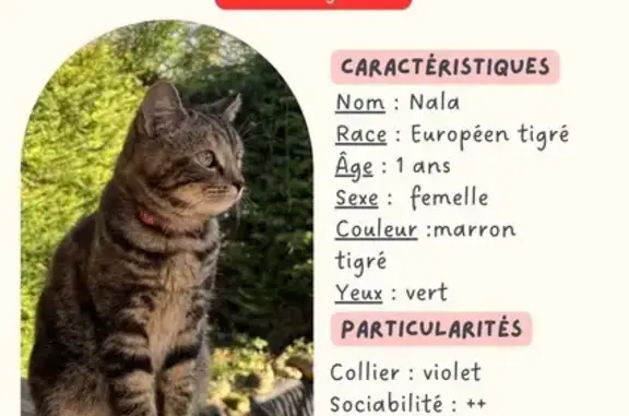 Chat perdu, lotissement de la gare, 29, Penne-d'Agenais - photo