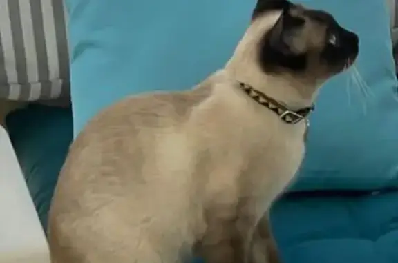 Chat perdu femelle, Rue des Berniques, La Tranche-sur-Mer - siamoise avec collier jaune - photo