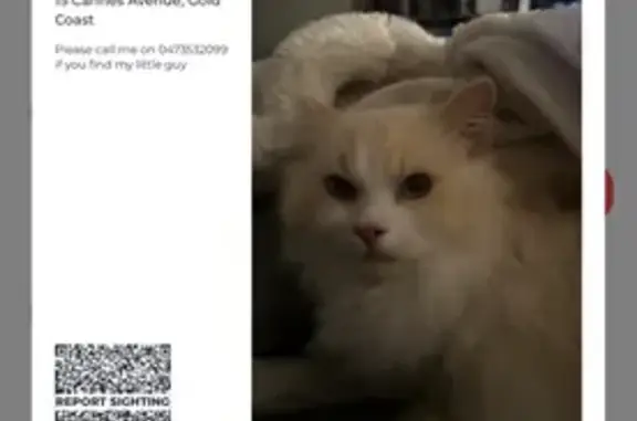Lost male cat, Cannes Avenue, Gold Coast, Brisbane - white with flame point eyes - photo