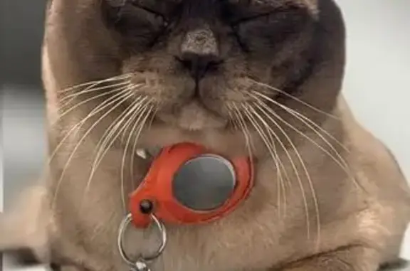 Lost cat, Catalina Drive, Hume City - Burmese, beige with dark face - photo