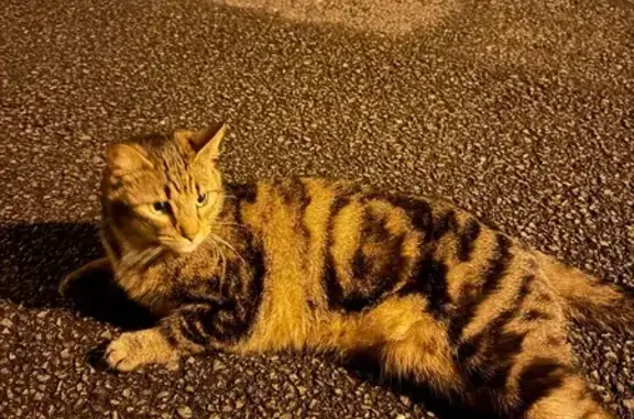 Chat trouvé Orvault, photo: Chat trouvé, Rue de la Pépinière, Orvault - très câlin