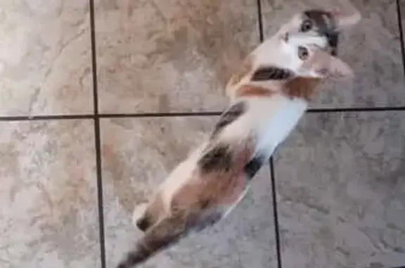 Lost cat, Gay Rio Drive, Winter Gardens, Vista - heart patch on side - photo