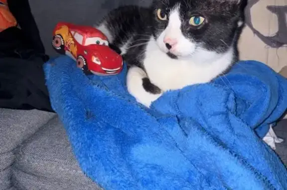 Animaux perdus Léguevin, photo: Chat perdu, Avenue d'Astarac, Léguevin - noir et blanc
