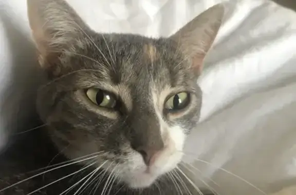 Animaux perdus Limoges, photo: Chat perdu, Rue Mariette, 15, Limoges - timide et craintif