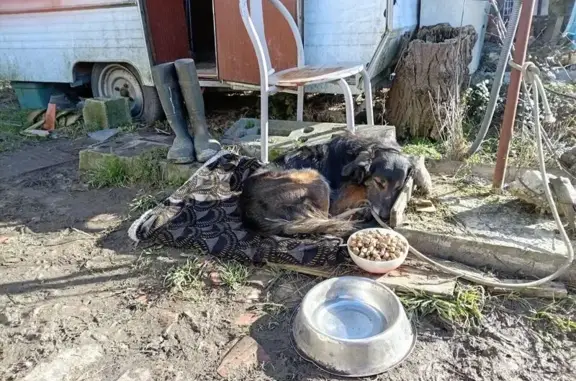 Animaux perdus Loupiac, photo: Chien perdu, Grand Village Sud, 6, Donzac, Loupiac