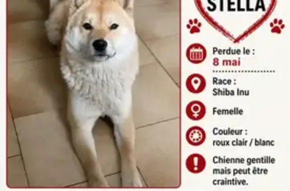 Chien perdu, Rue du Pont Prolongé, Goussainville - femelle, roux et blanche - photo