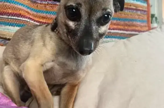 Lost pets Adelaide, photo: Lost dog, Prospect Road, Adelaide - male chihuahua