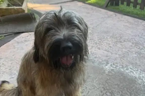 Perdido perro, la Roca del Vallès, Granollers - pastor marrón claro - photo