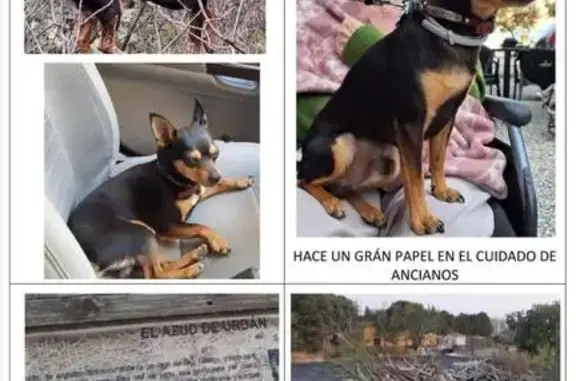Perro perdido macho, Barrio El Comercio, Aragón, Zaragoza - negro y fuego, minipincher - photo