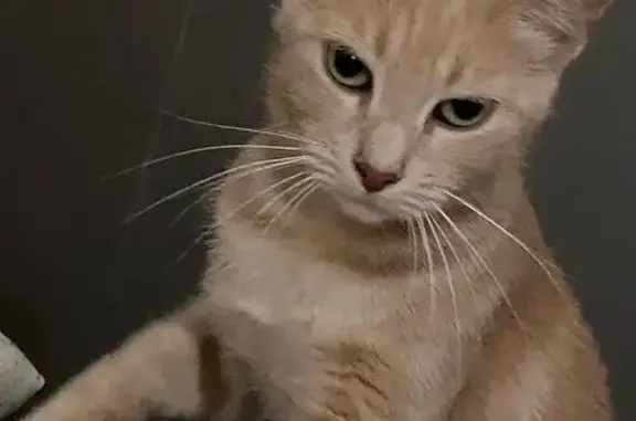 Perdu chat femelle, Quédillac, Bretagne, Paris - beige, câline mais n'aime pas être prise dans les bras - photo