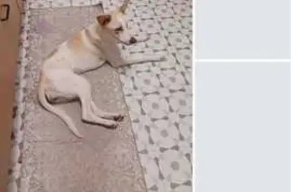 Perro perdido hembra, Carrer Fred, 57, Sa Pobla, Inca - blanca y marrón, tamaño medio - photo